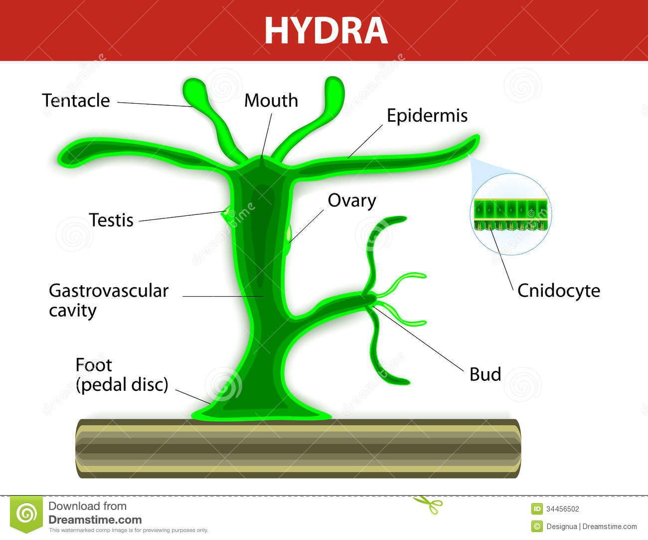 Hydra onion biz